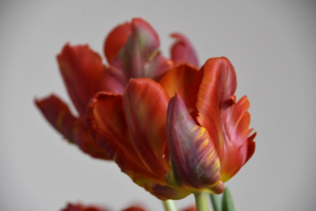 Krultulpen