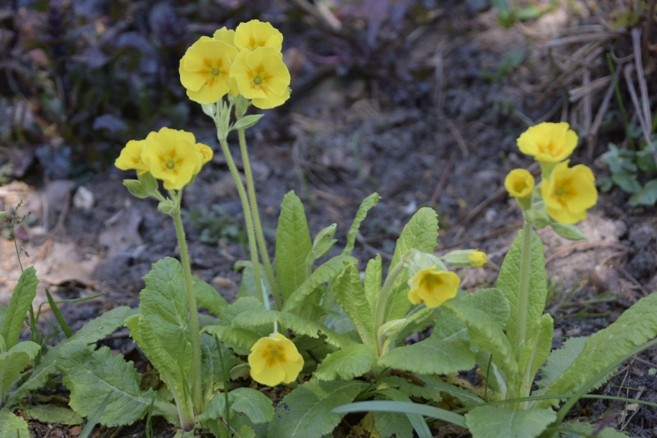 Primula’s - Planten - 