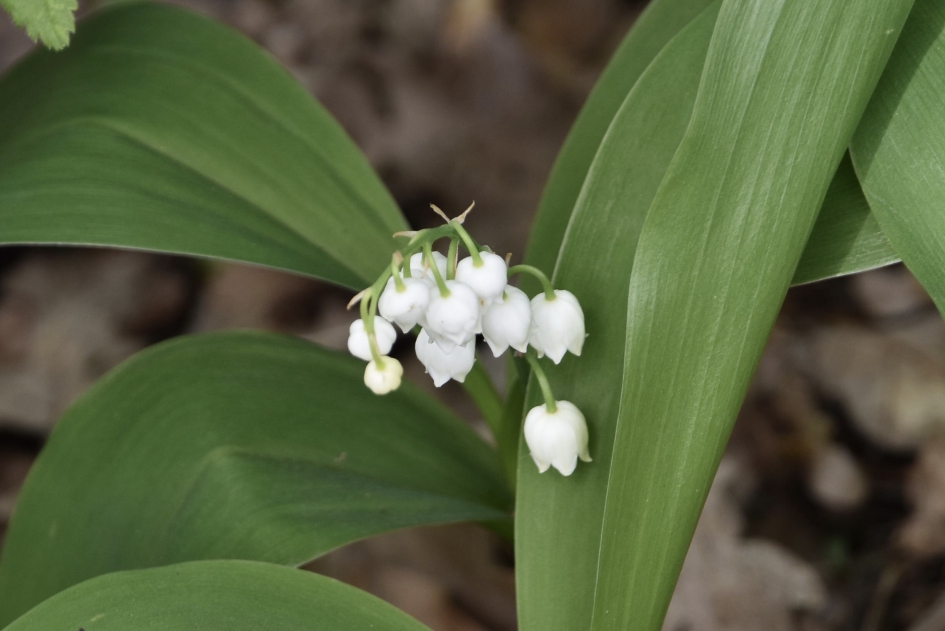 Lelietje-van-dalen - Planten - 