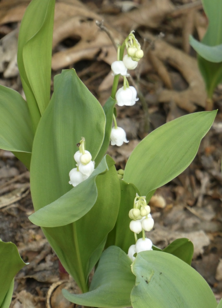 Lelietjes-van-dalen - Planten - 