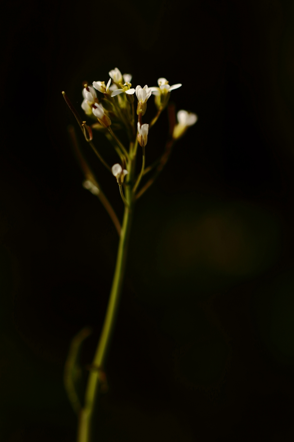 "lichtpuntjes'' in deze sombere dagen - Planten - zandraket