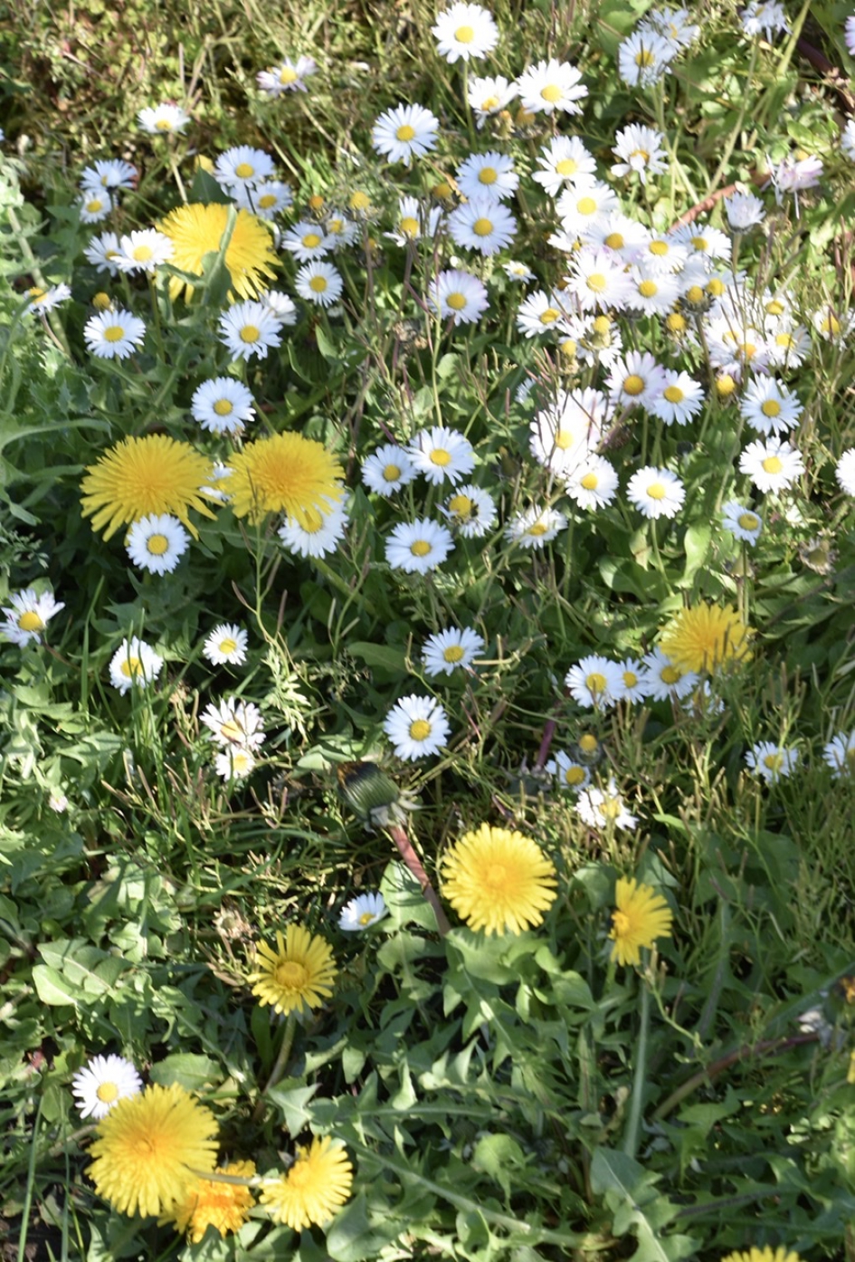 Madeliefjes en paardenbloemen - Planten - 