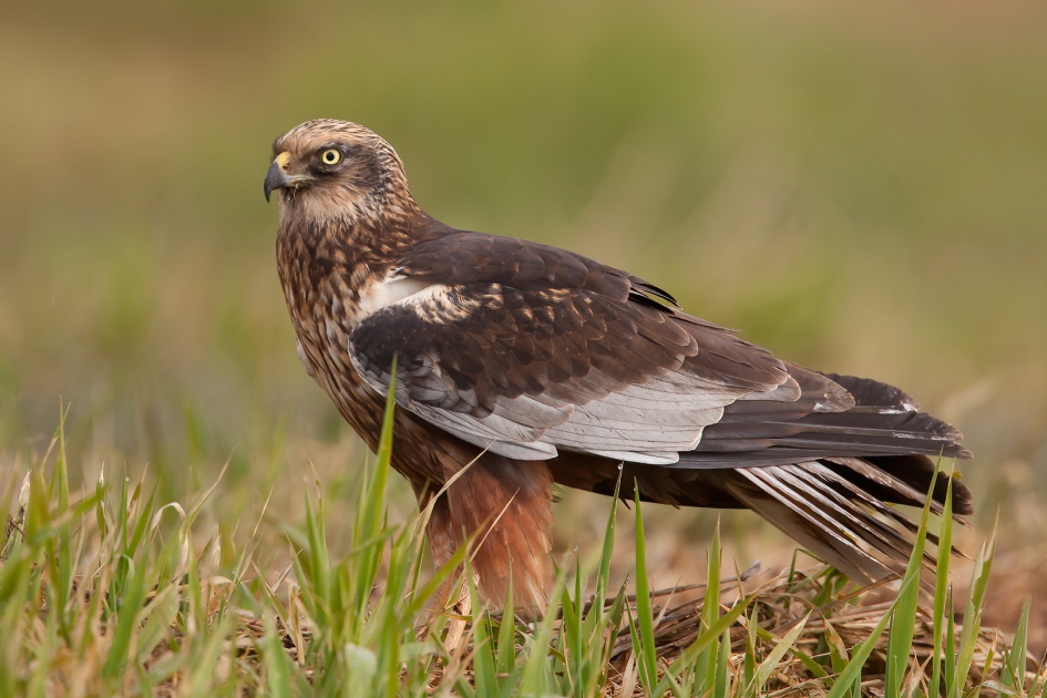 mannen onder elkaar ... - Vogels - Bruine Kiekendief
