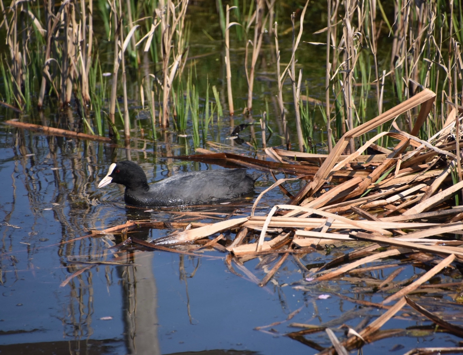 Meerkoet - Vogels - 