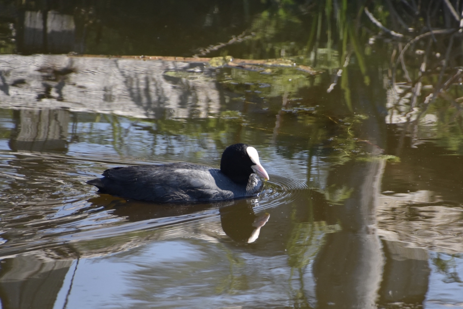 Meerkoet - Vogels - 