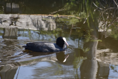 Meerkoet
