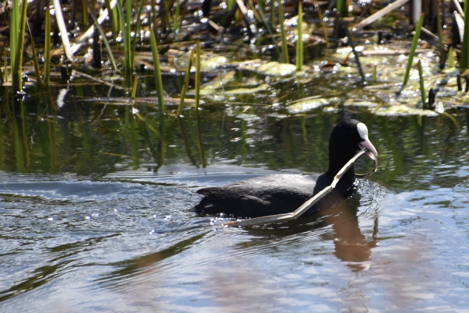 Meerkoet - Vogels - 