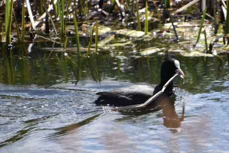 Meerkoet