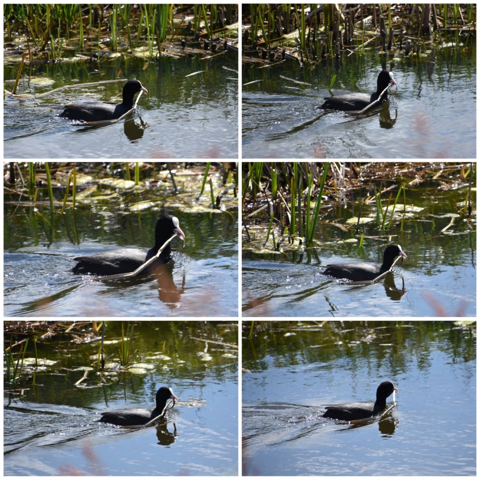 Meerkoet druk met nestelen - Vogels - 