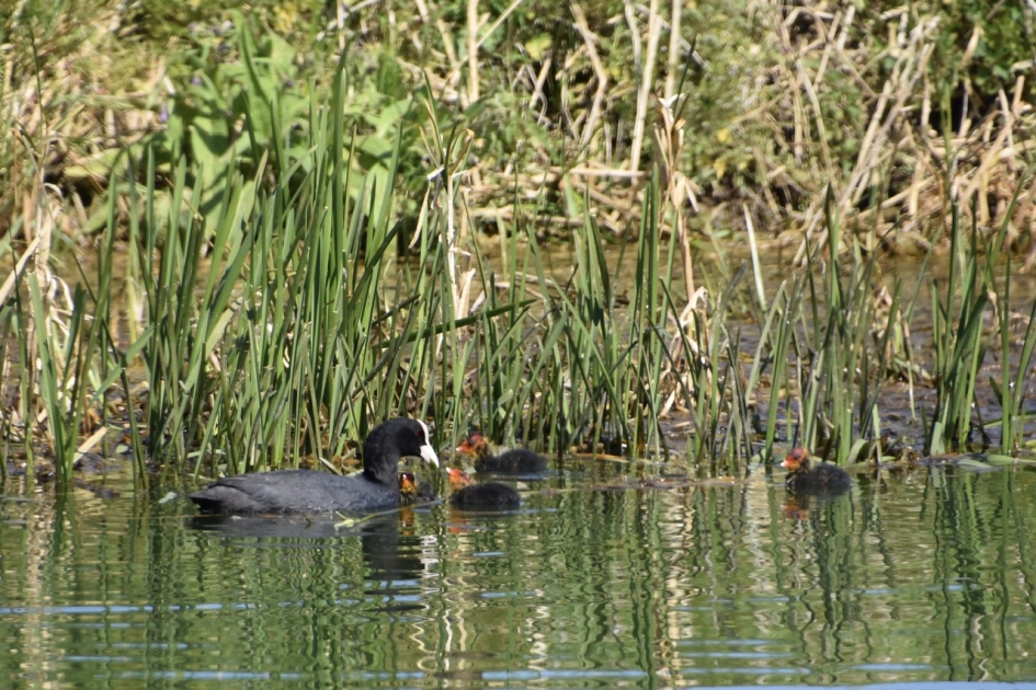 Meerkoet met pulletjes - Vogels - 