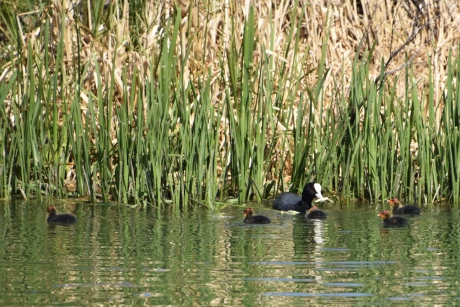 Meerkoet met pulletjes