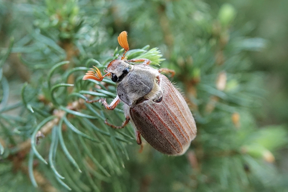 Mei in aantocht - Geleedpotigen - Meikever