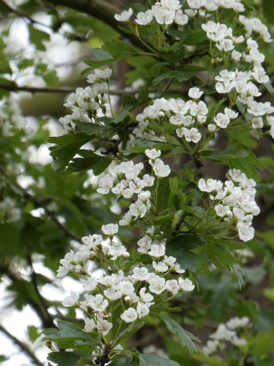Meidoorn - Planten - 