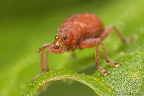 Menierood zuringspitsmuisje (Apion frumentarium)