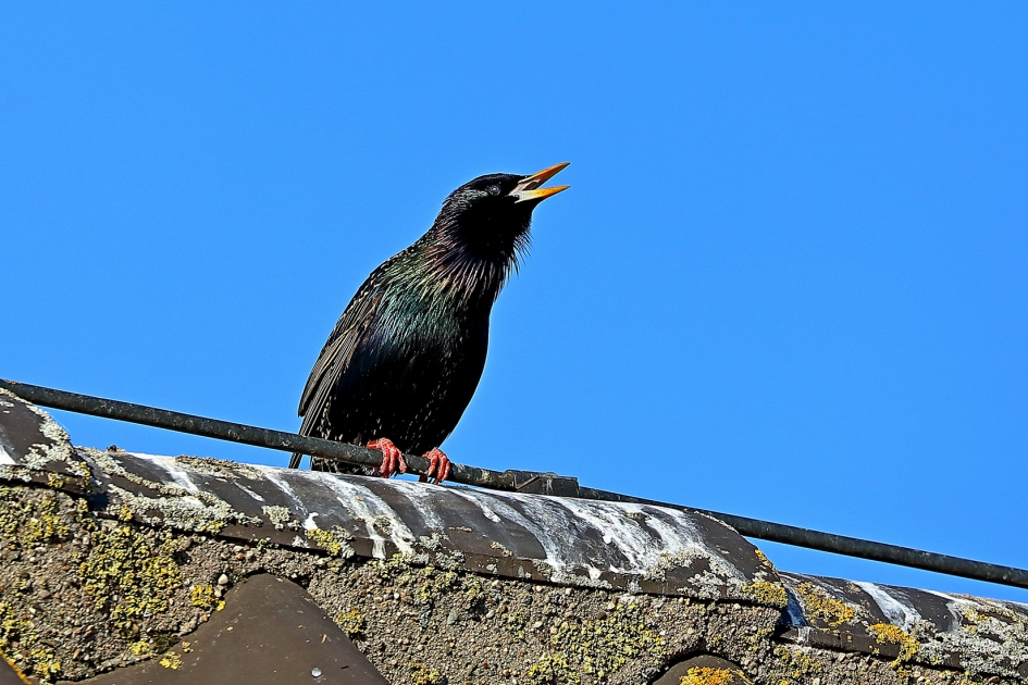 Spreeuw in zomerkleed, kijk eens hoe mooi - Vogels - Spreeuw