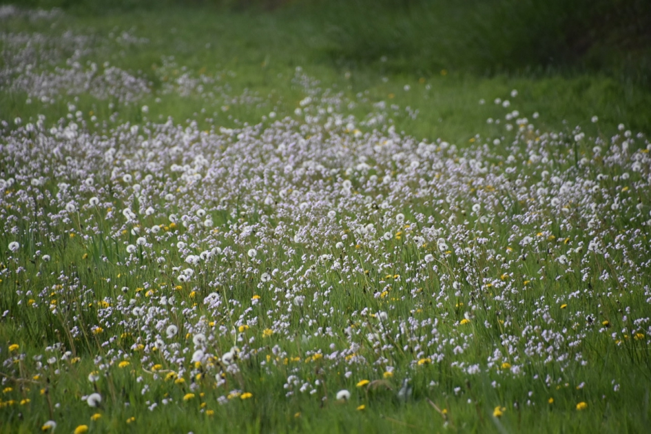 ...met veel pinksterbloemen - Planten - 