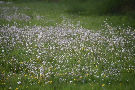 ...met veel pinksterbloemen