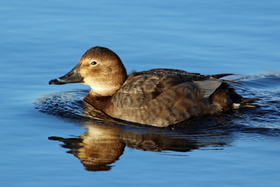 Mevr. Tafeleend - Vogels - 