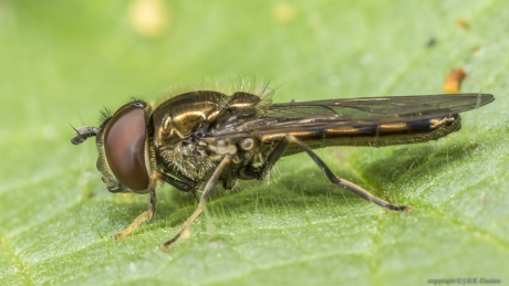 Micaplatvoetje (Platycheirus albimanus)