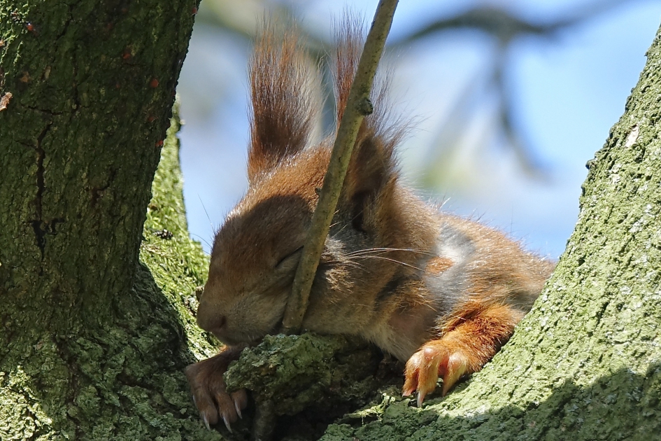 Middagdutje - Zoogdieren - Eekhoorn
