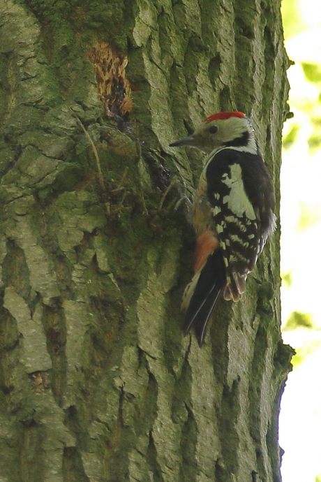 Middelste Bonte Specht ofwel MiBo