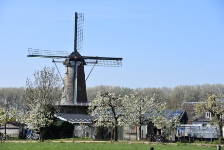 Molen van Werkhoven in de bloesem