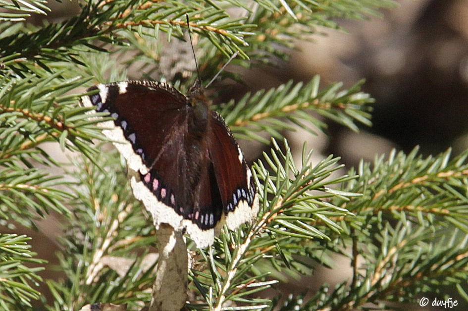 Mooie jas. - Geleedpotigen - De rouwmantel of koningsmantel