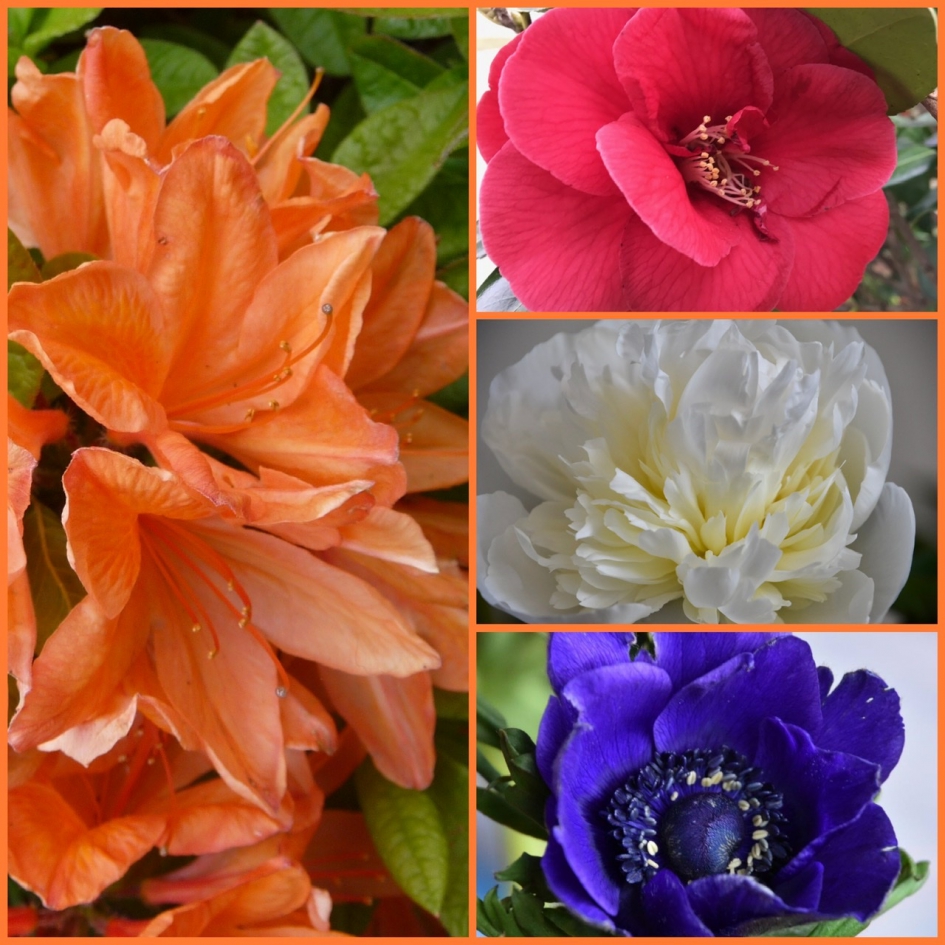 Koningsdag - Planten - 