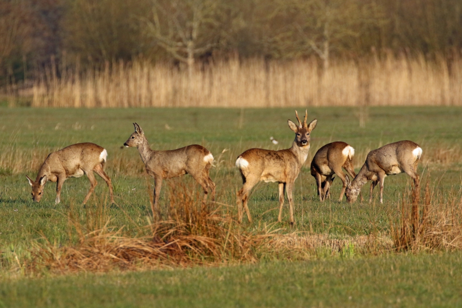 Reeën - Zoogdieren - 