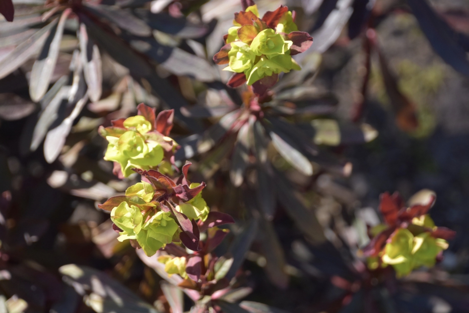 Wolfsmelk - Planten - 