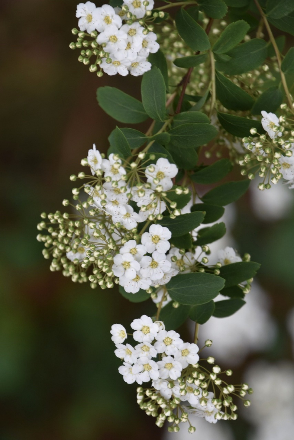 Onbekend, misschien spirea - Planten - 