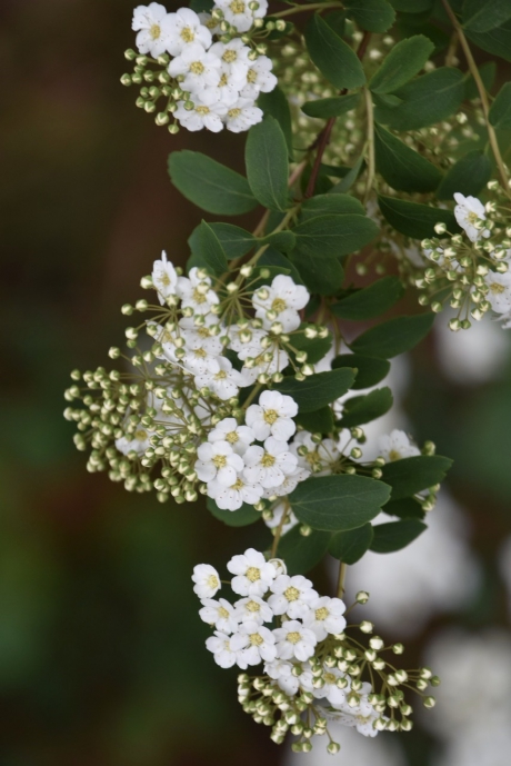 Onbekend, misschien spirea
