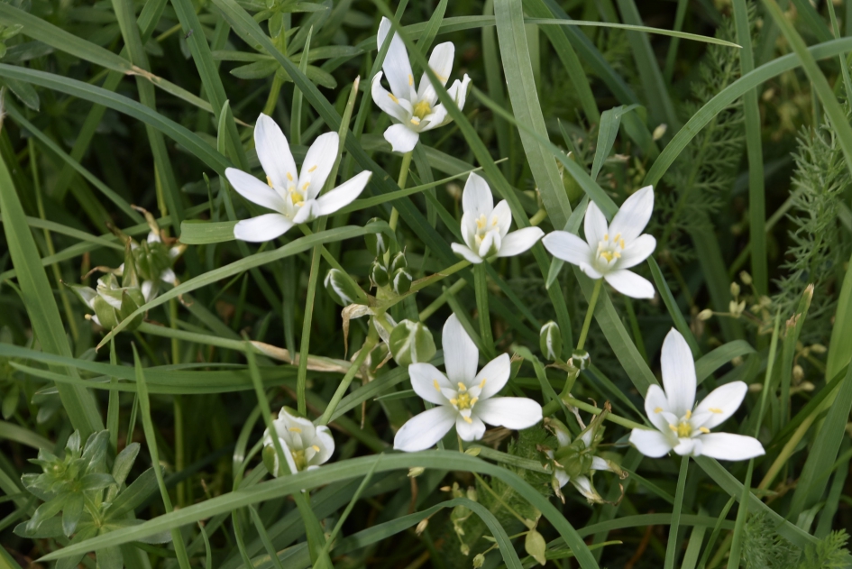 Gewone vogelmelk - Planten - 