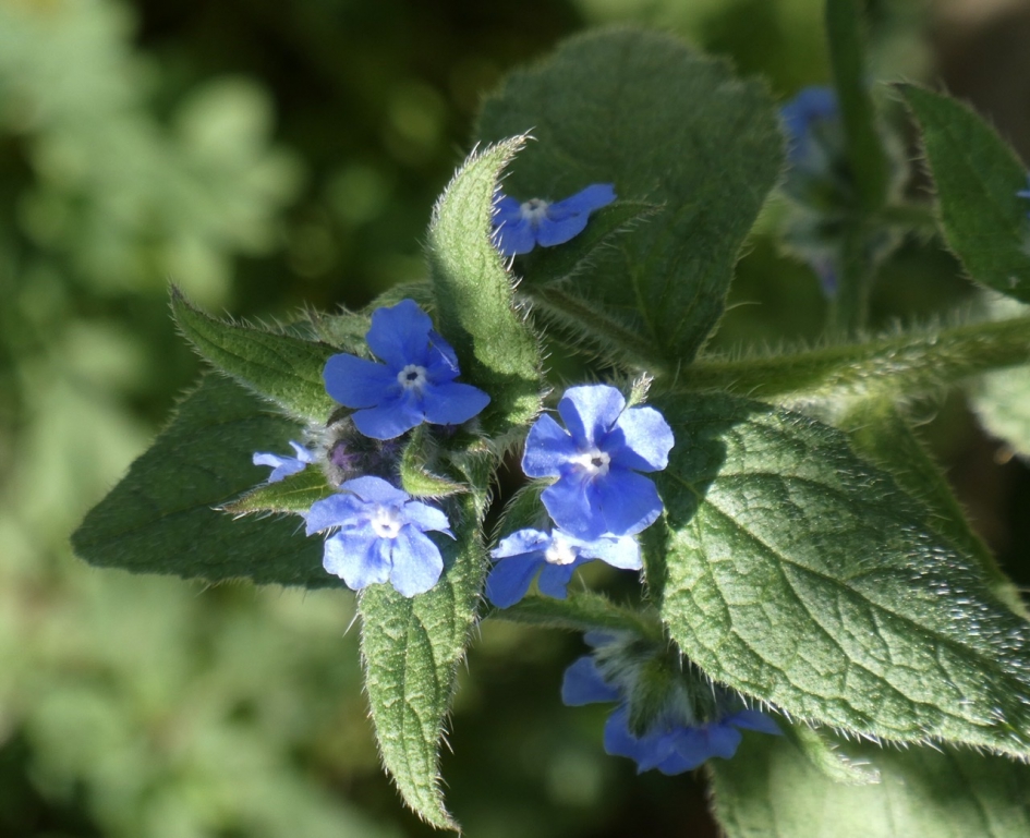 Overblijvende ossentong - Planten - 