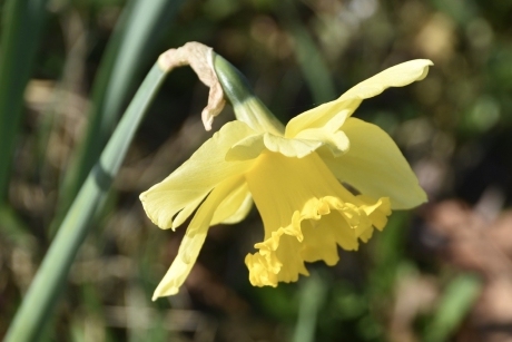 Narcis