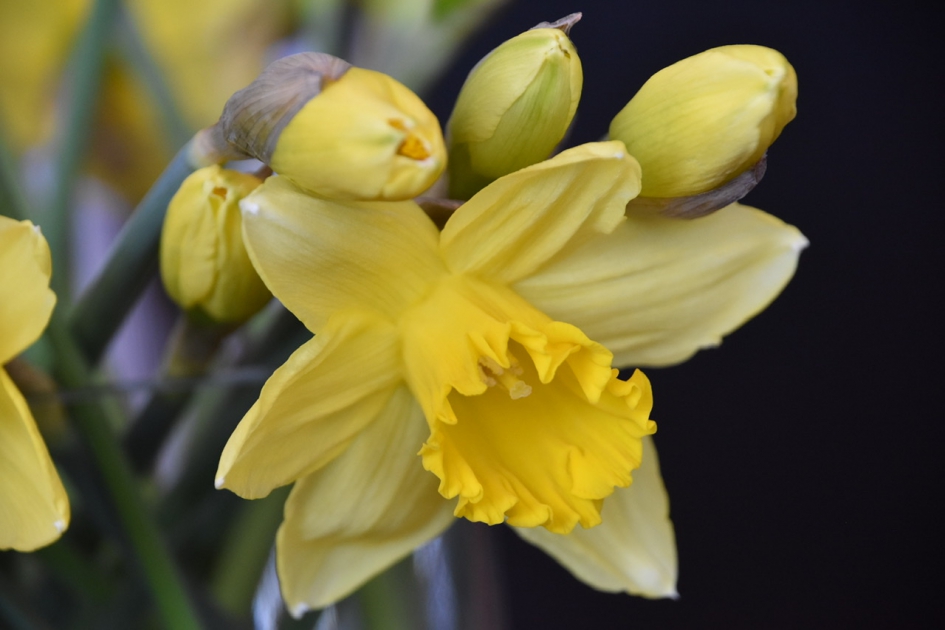 Narcissen - Planten - 