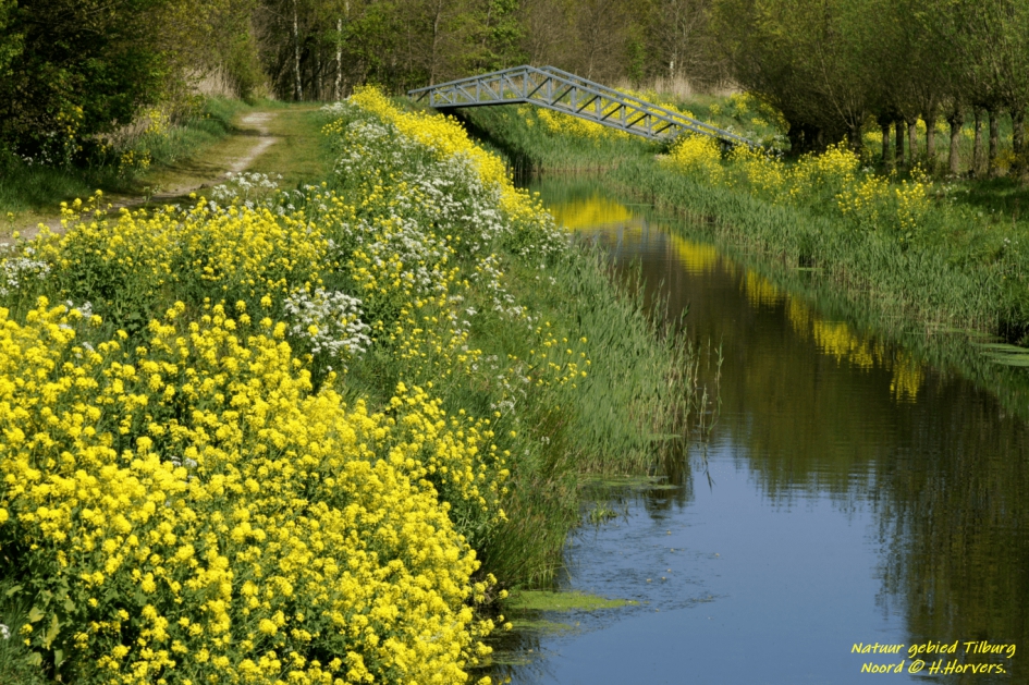 Natuurgebied Tilburg - Weer en landschap - Natuurgebied Tilburg