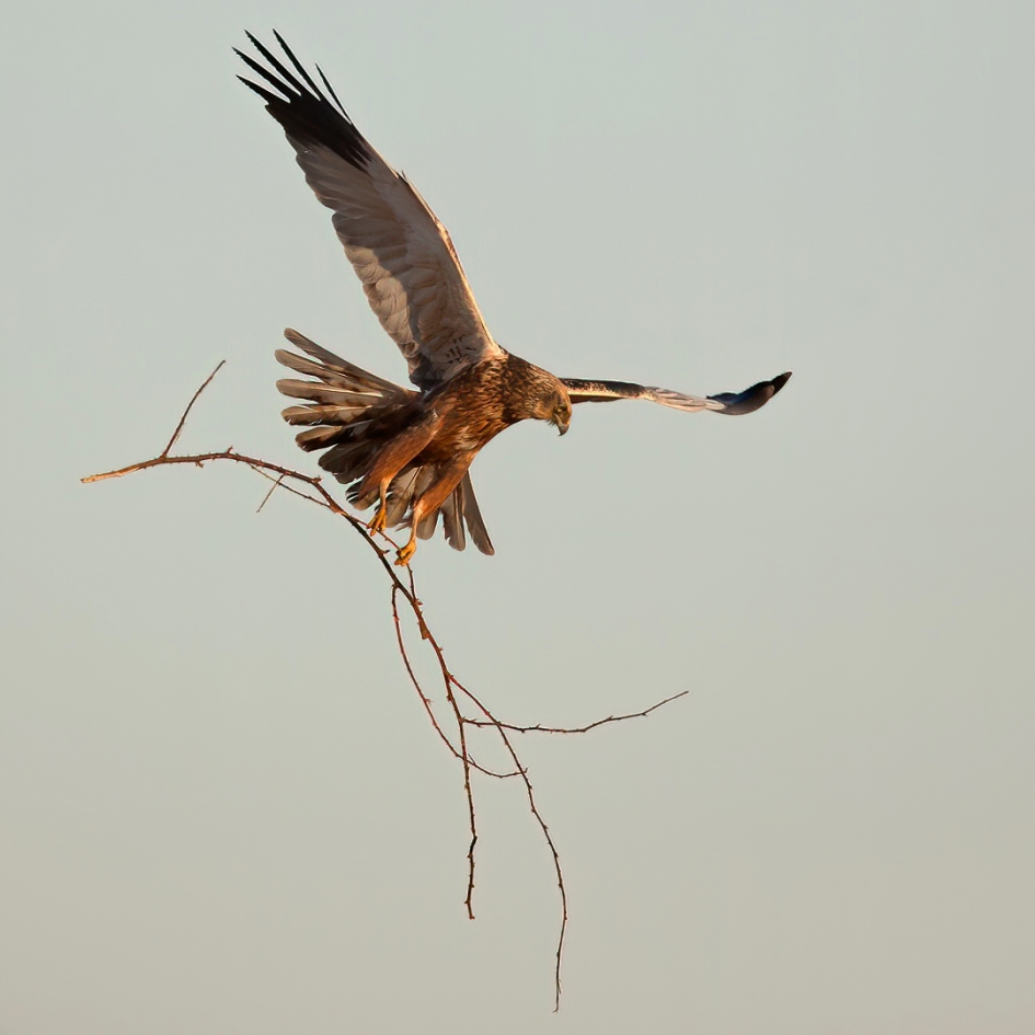 Niet op rozen ... - Vogels - Bruine Kiekendief