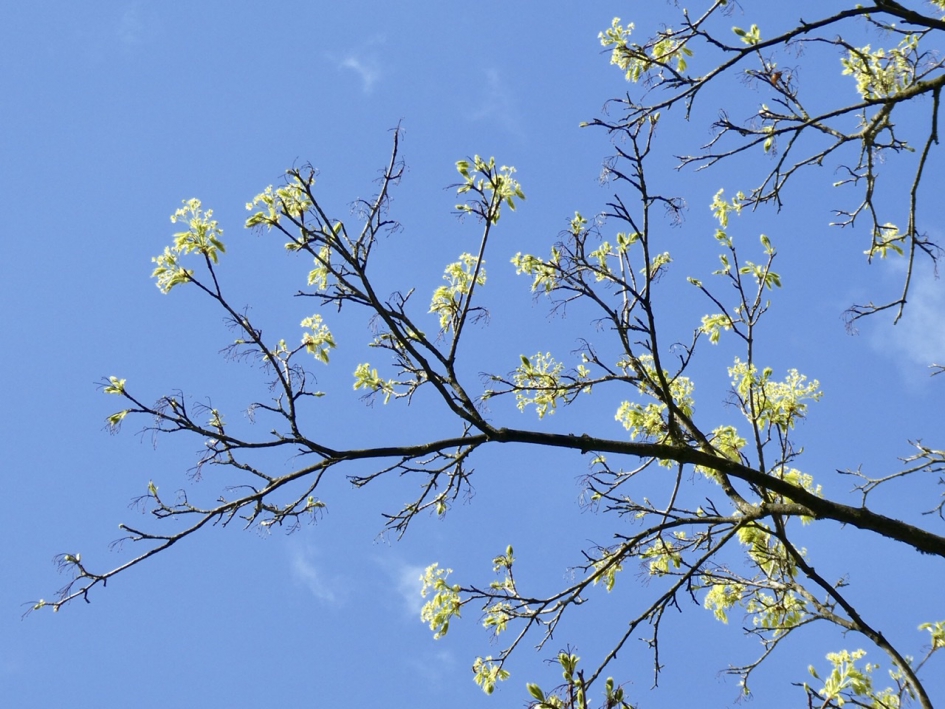 Nieuw blad - Planten - 