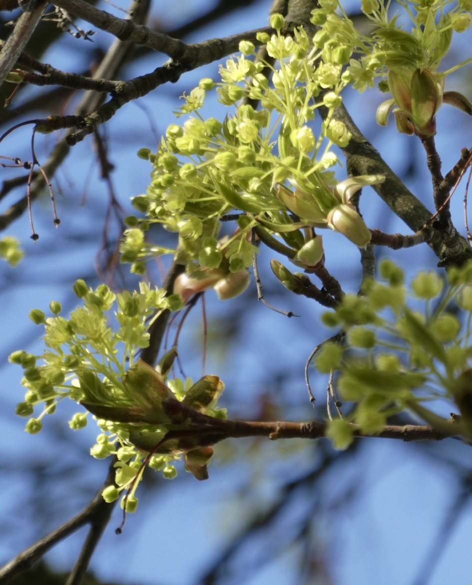 Nieuw blad - Planten - 