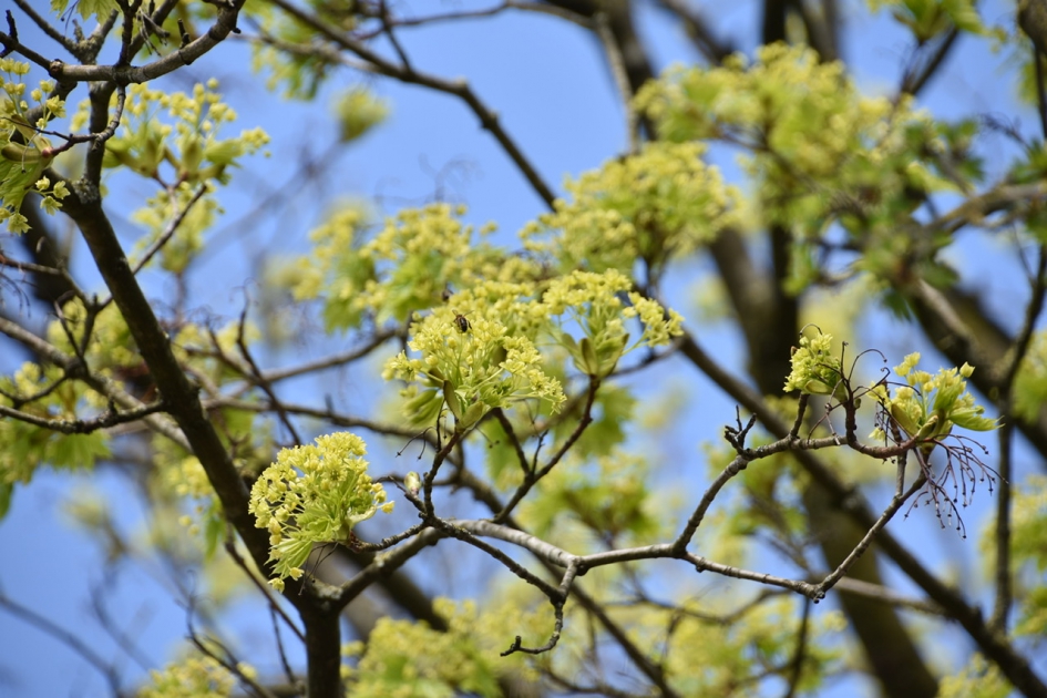Nieuw blad - Planten - 