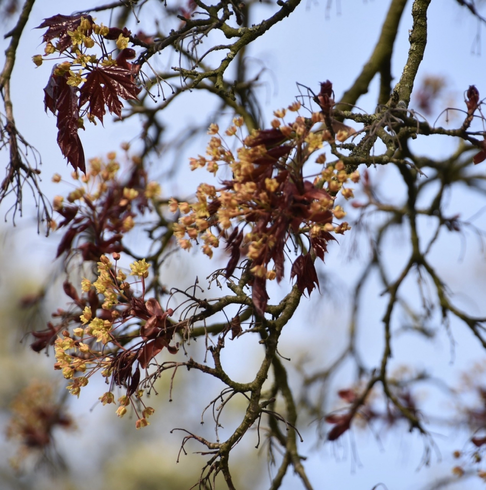 Nieuw blad - Planten - 