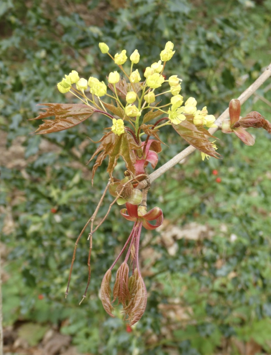 Nieuw blad - Planten - 