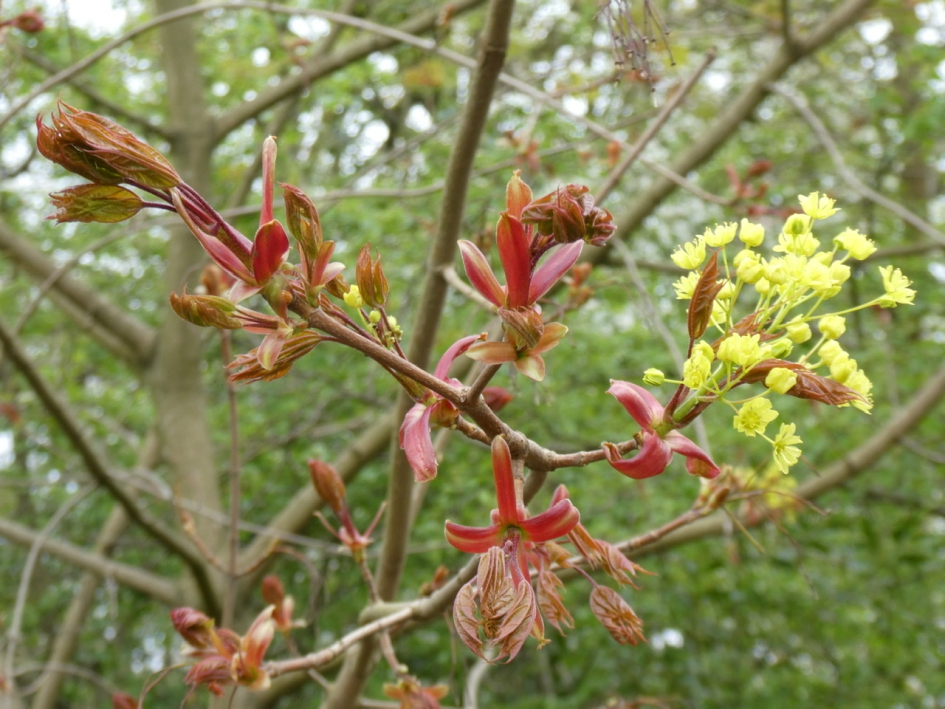 Nieuw blad - Planten - 