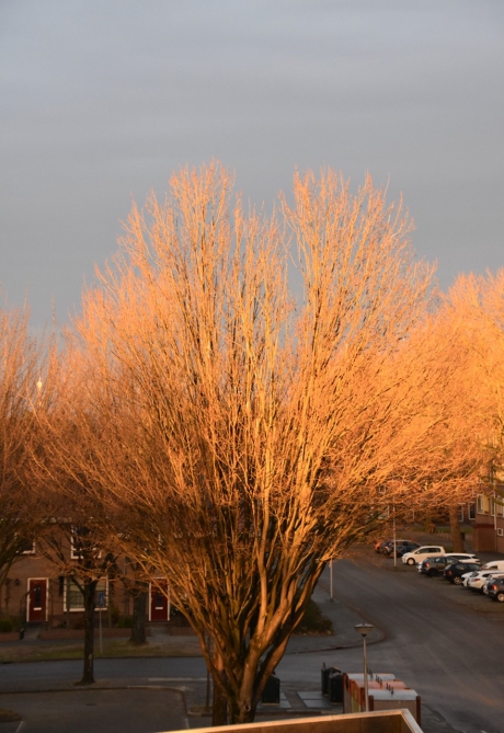 Noorse esdoorn
