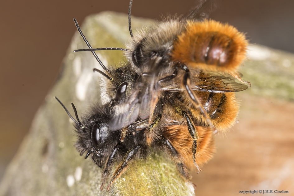 Oeps...al bezet - Geleedpotigen - Gehoornde metselbij