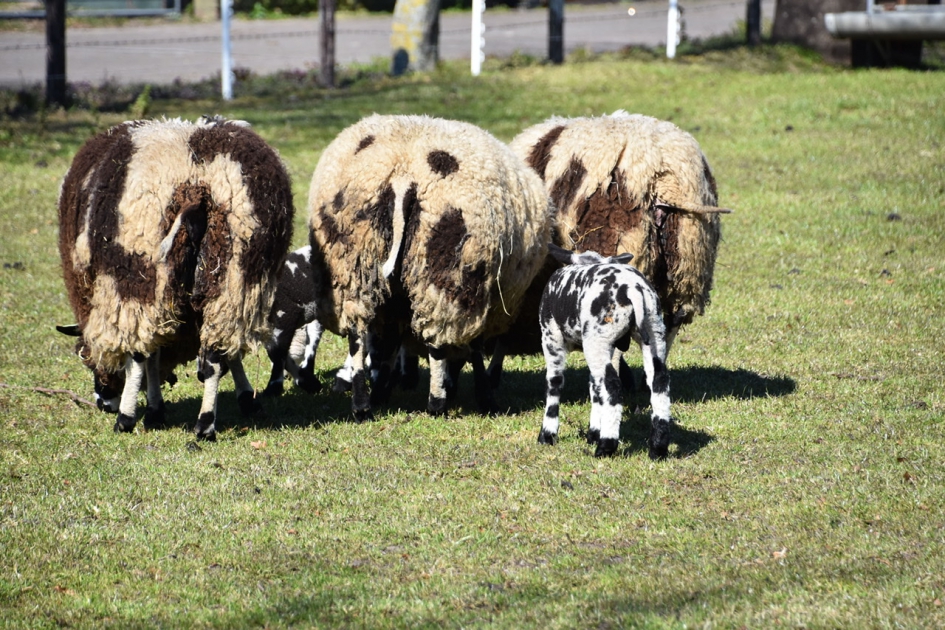Ongestoord... - Zoogdieren - 