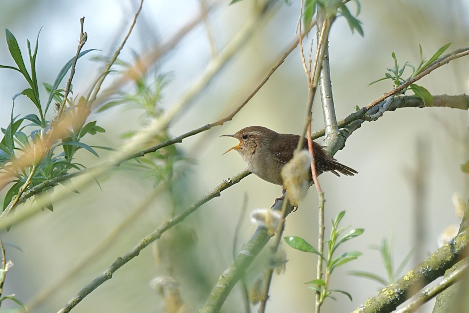 Oorverdovend - Vogels - Winterkoning