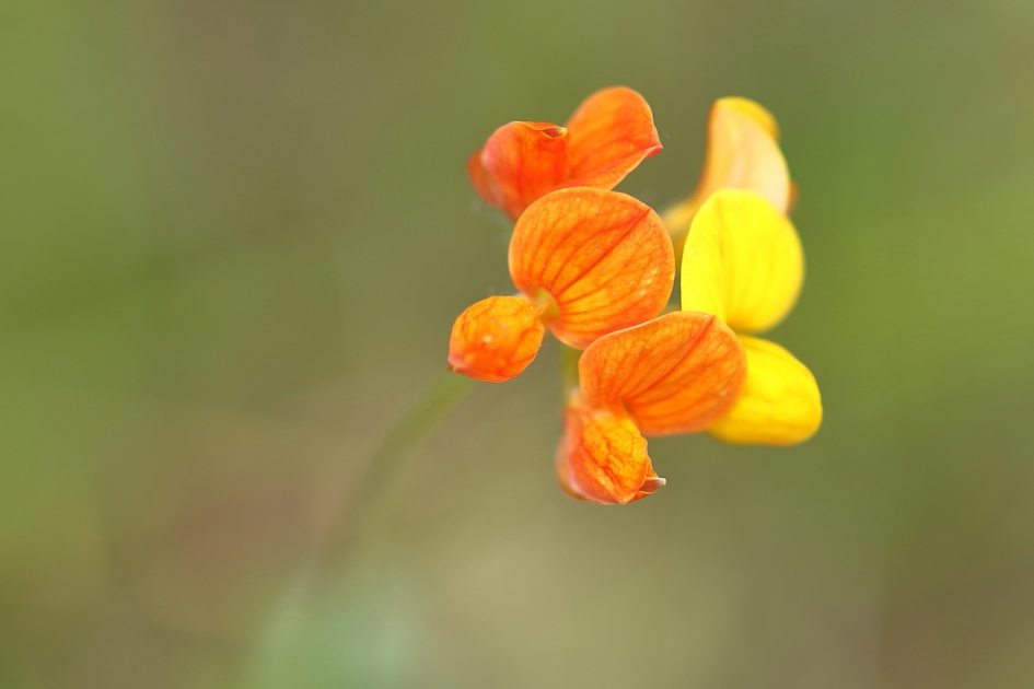 Oranje boven - Planten - gewone rolklaver