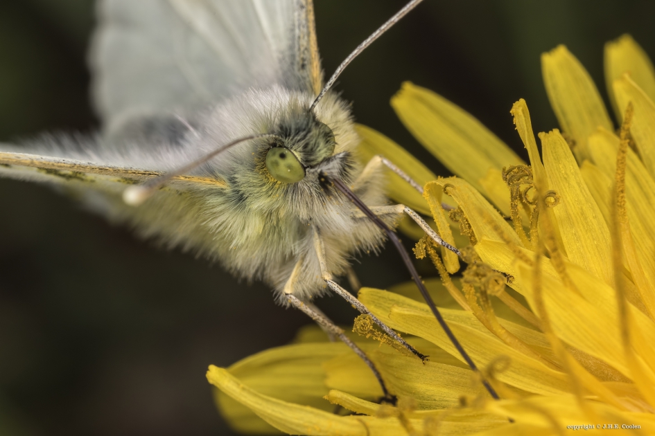 Oranje tipje (Anthocharis cardamines) - Geleedpotigen - Oranje tipje